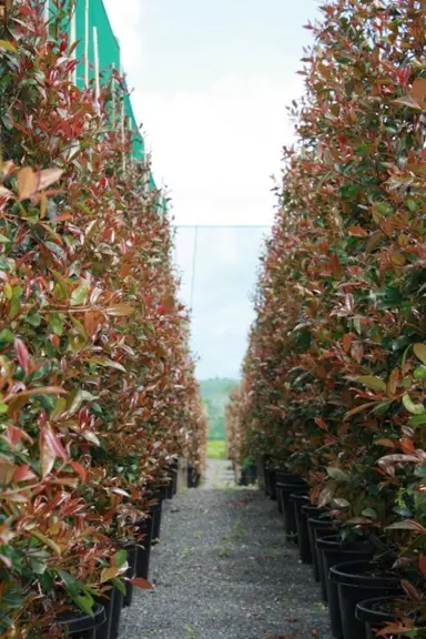 syzygium-australe-bronze-hedgemaster-1