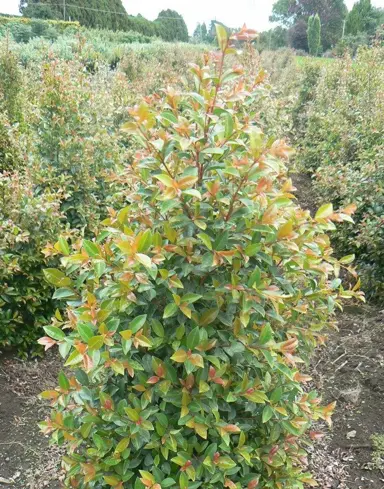 syzygium-australe-bronze-hedgemaster-4