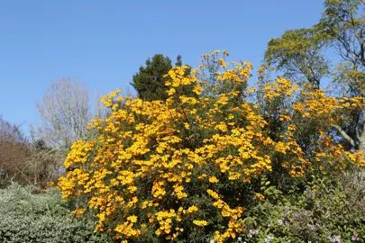 tagetes-lemmonii--1