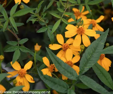 tagetes-lemmonii-