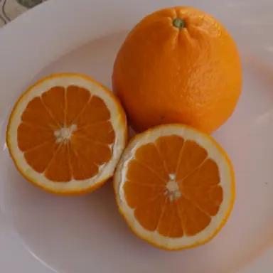 Tangor 'Dweet' orange fruit.