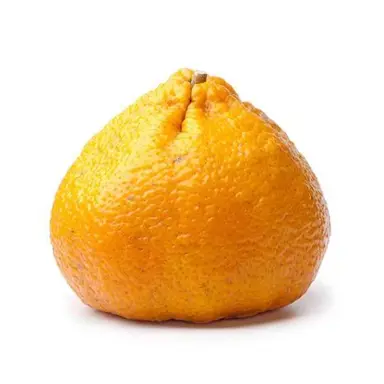 Tangor 'Ugli' orange fruit.