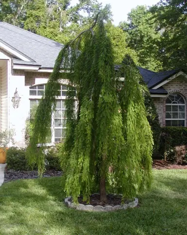 taxodium-mclaren-falls-