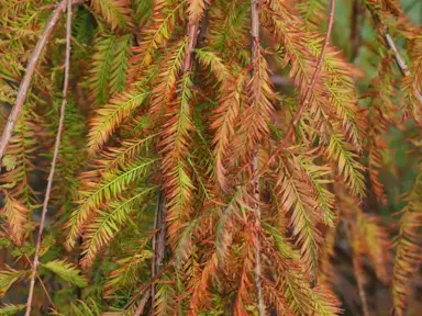 taxodium-mclaren-falls-1