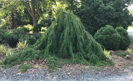 taxodium-mclaren-falls-2