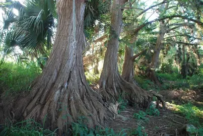 taxodium-mexicanum-