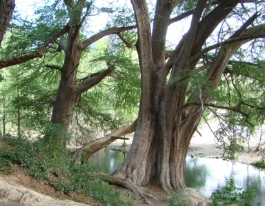 taxodium-mexicanum-1