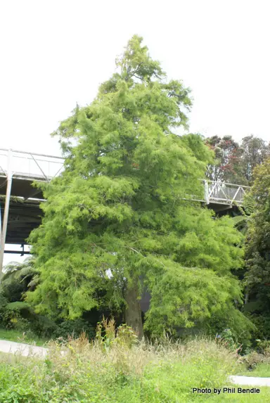 taxodium-distichum-