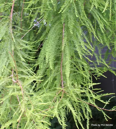 taxodium-distichum-1