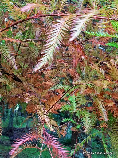 taxodium-distichum-2