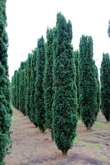 taxus-baccata-fastigata-