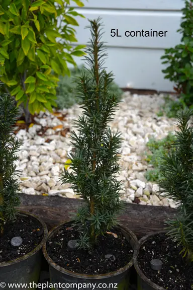 taxus-baccata-fastigata-2