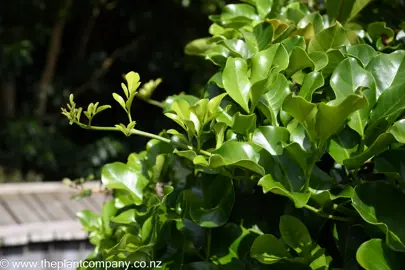 Stems with green foliage on Tecomanthe speciosa.