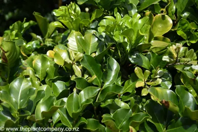 Dense and lush green foliage on Tecomanthe speciosa.