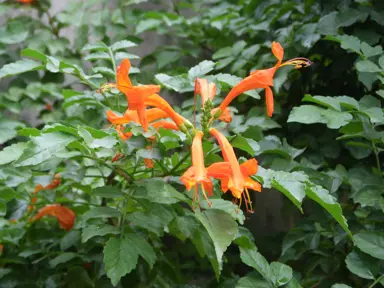 tecomaria-capensis-1