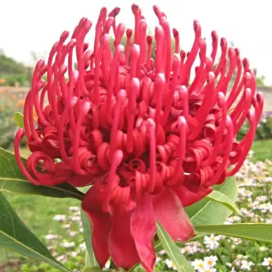 Red flower on Telopea 'Red Embers'.