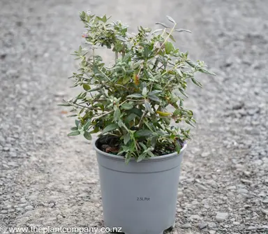 A Teucrium fruticans plant for sale at The Plant Company nursery.