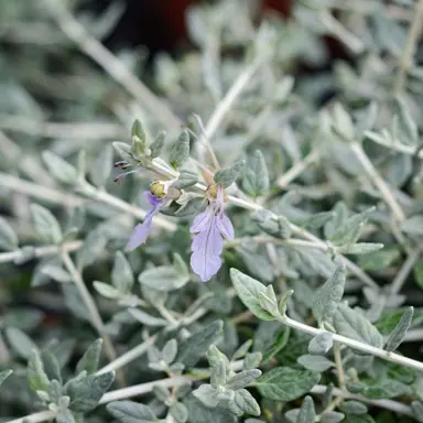 teucrium-platinum-baby-