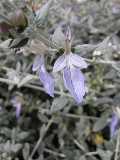 teucrium-fruticans-2