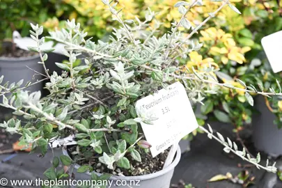 teucrium-fruticans-3