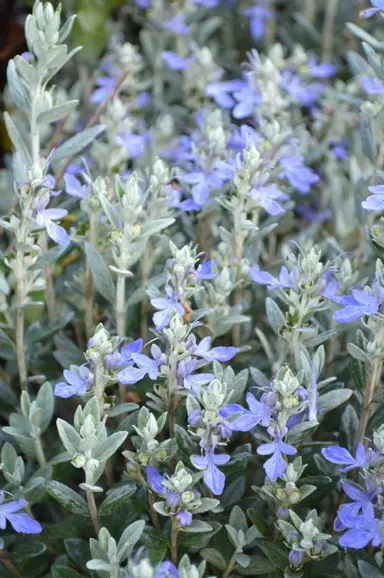 teucrium-silver-box-1