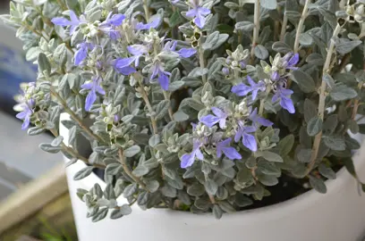 teucrium-silver-box-2