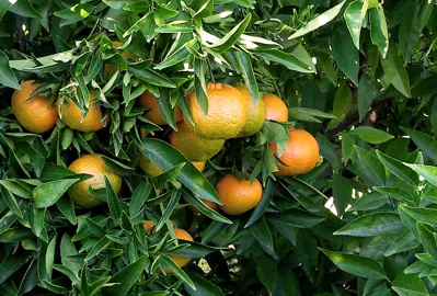 A Mandarin 'Thorny' tree with young fruit.