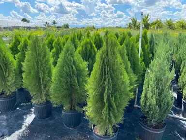 thuja-blue-cone-