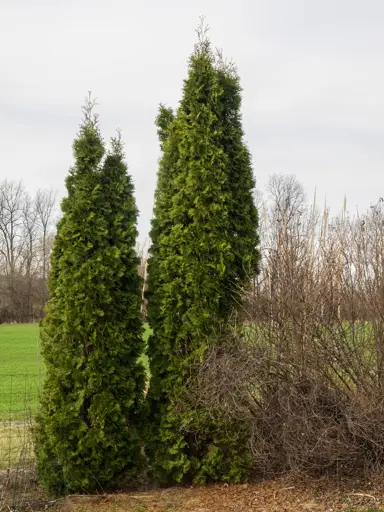 Thuja occidentalis 'Pyramidalis' trees bordering an entrance.