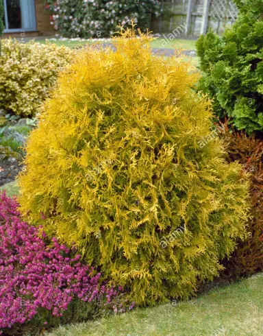 thuja-occidentalis-rheingold-