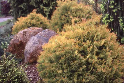 thuja-occidentalis-rheingold-1