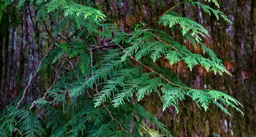 Thuja plicata (Western Red Cedar) green foliage.