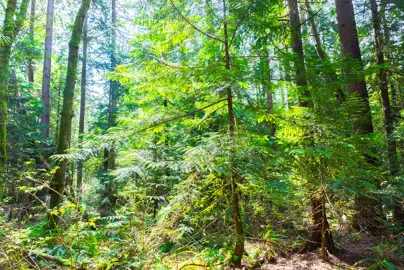 A young Thuja plicata (Western Red Cedar) tree in a forest standing four metres tall.