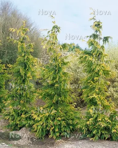 thuja-old-gold-