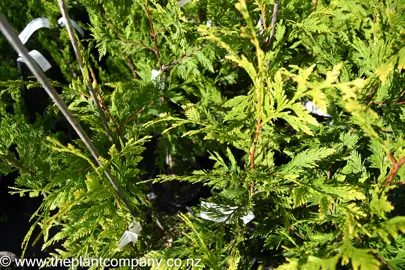 thuja-old-gold-1