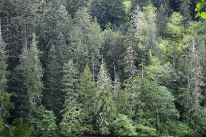 A native stand of large Thuja plicata trees.