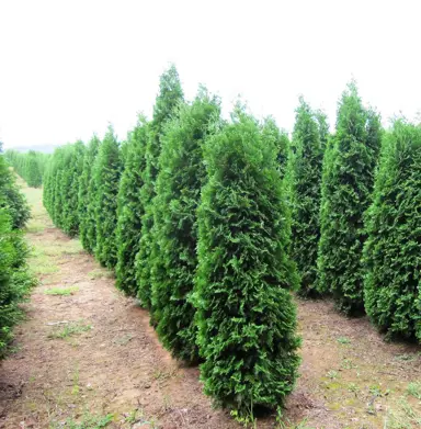 thuja-occidentalis-pyramidalis-1