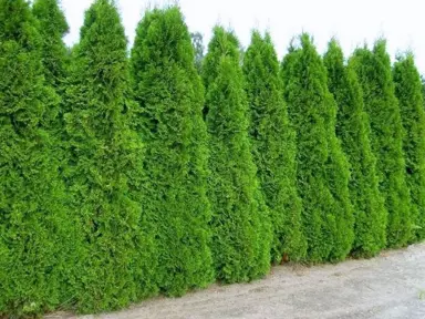 thuja-smaragd-2