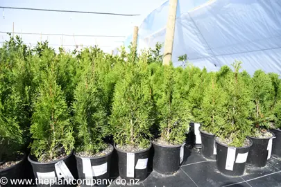 thuja-occidentalis-smaragd-3