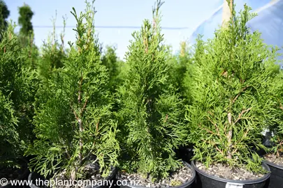 thuja-smaragd-4