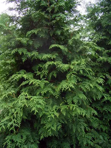 thuja-plicata-2