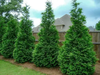 thuja-green-giant-