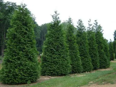 thuja-green-giant-1