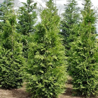 thuja-green-giant-2