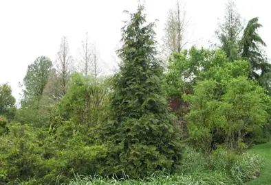 thuja-green-giant-3