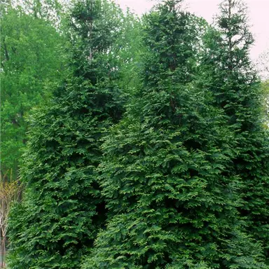 thuja-green-giant-4