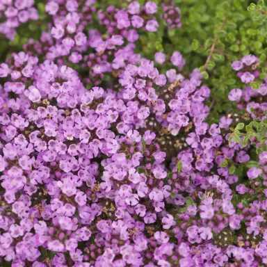 thymus-bressingham-pink--2