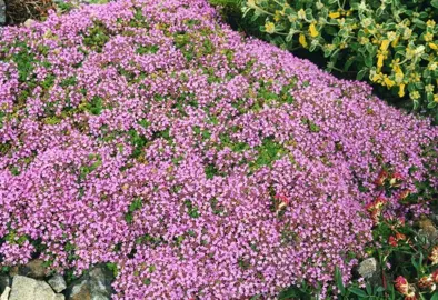 thymus-bressingham-pink--3