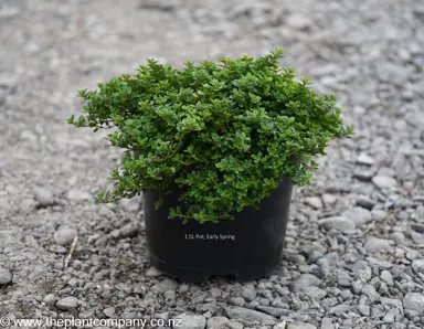 Thymus citriodorus 'Aurea' plant for sale at The Plant Company nursery.