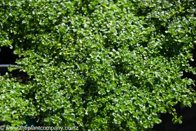 thymus-emerald-carpet--1